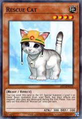 Rescue Cat