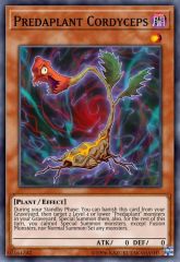 Predaplant Cordyceps