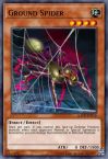Ground Spider