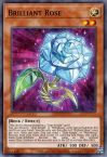 Brilliant Rose