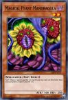 Magical Plant Mandragola